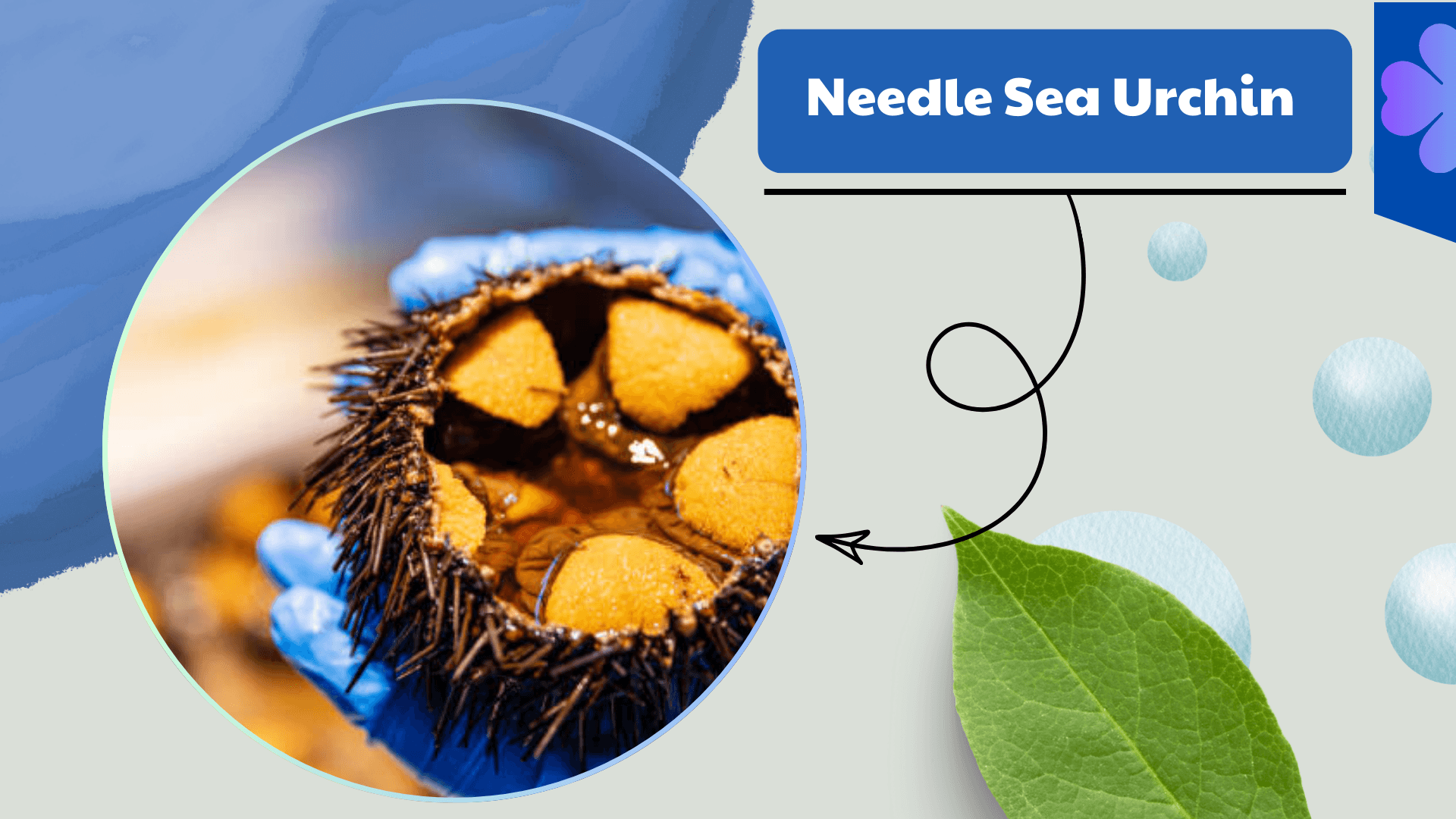Needle Sea Urchin