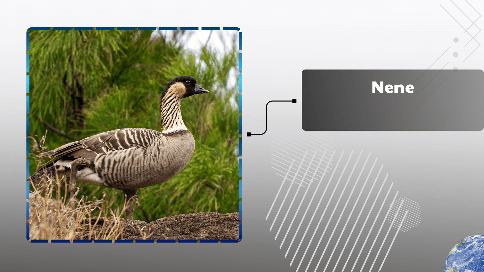 nene