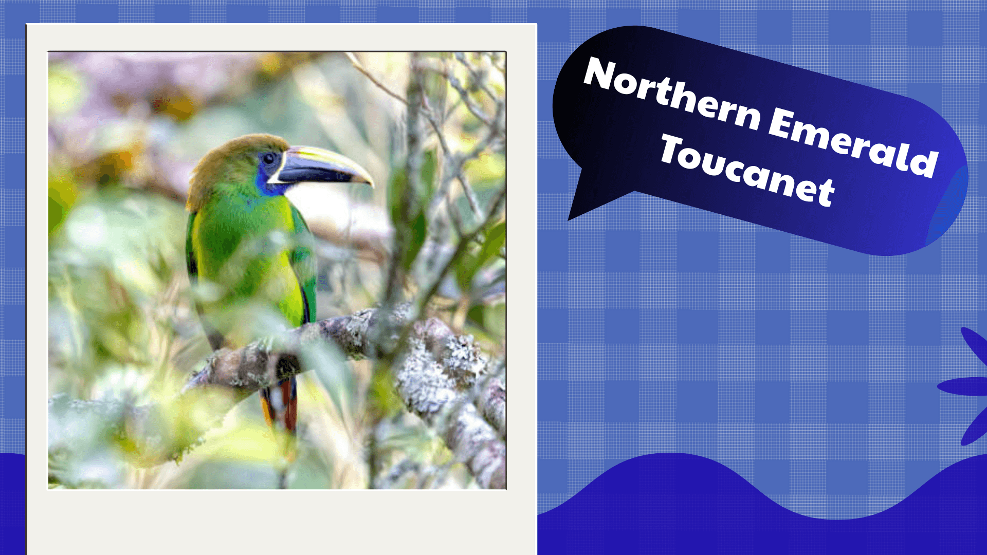 Northern Emerald Toucanet