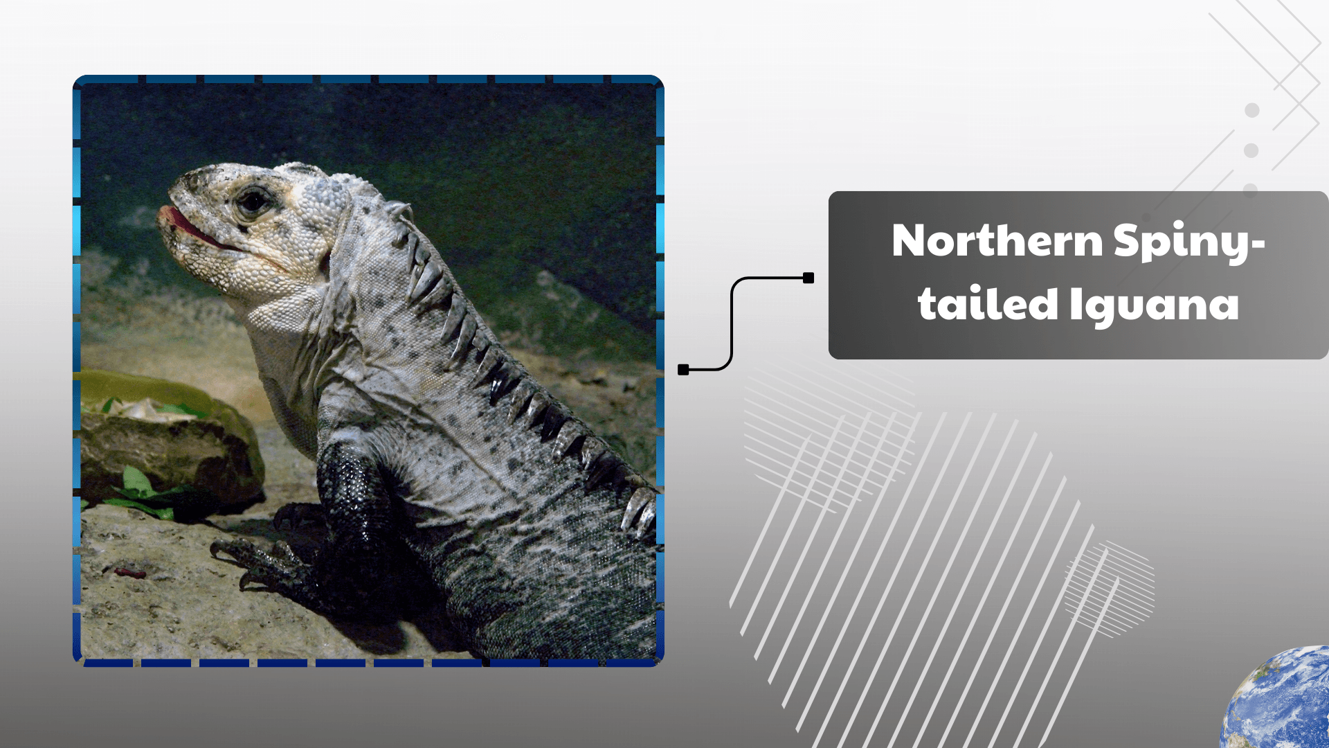 Northern Spiny-tailed Iguana