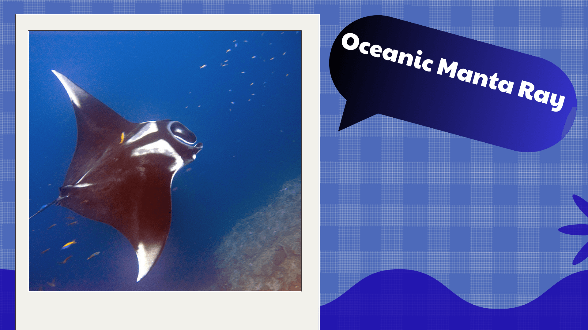 Oceanic Manta Ray