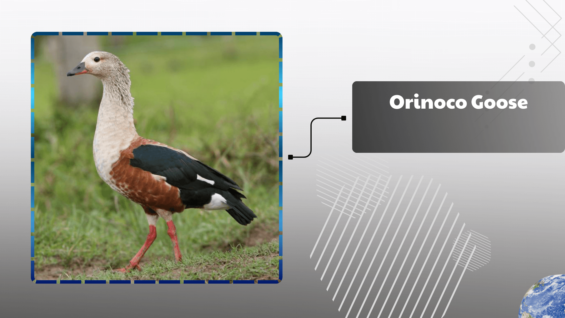 Orinoco Goose