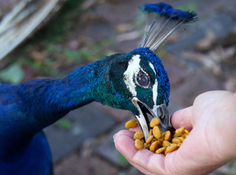 Peacock eating Seeds and Grains