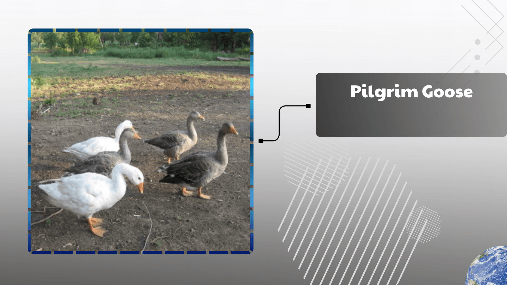 Pilgrim Goose