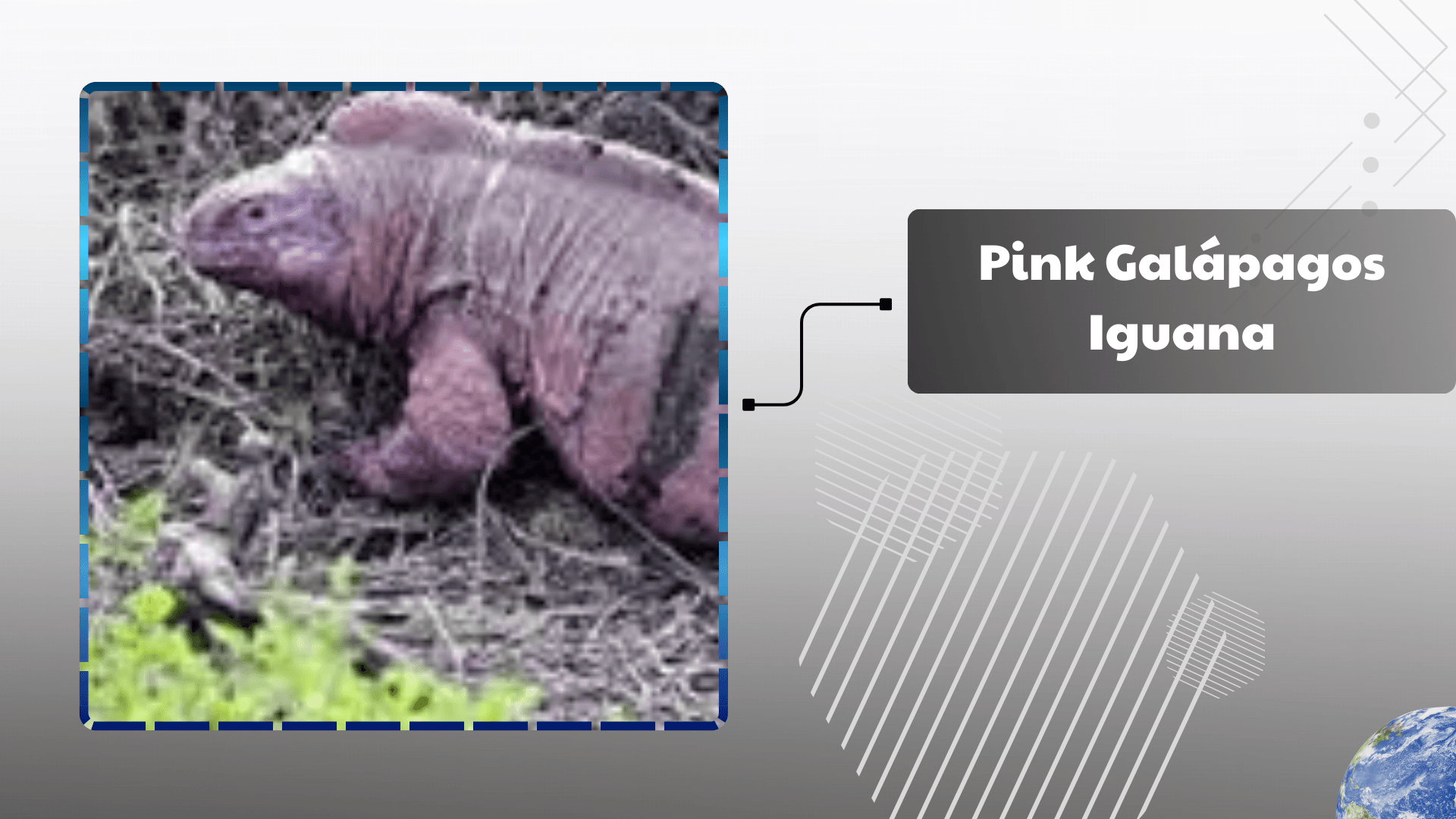 Pink Galápagos Iguana