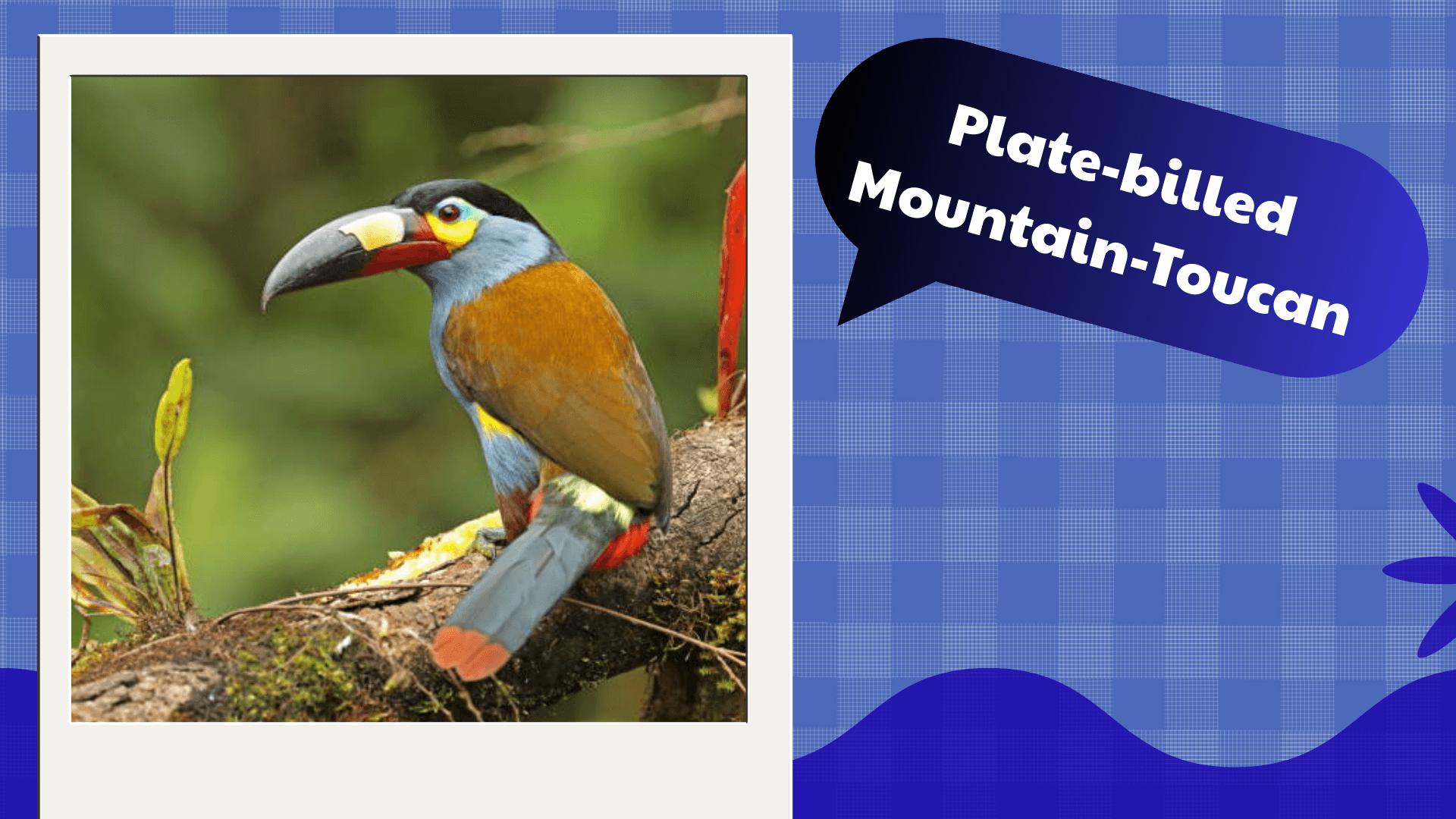 Plate‑billed Mountain‑Toucan