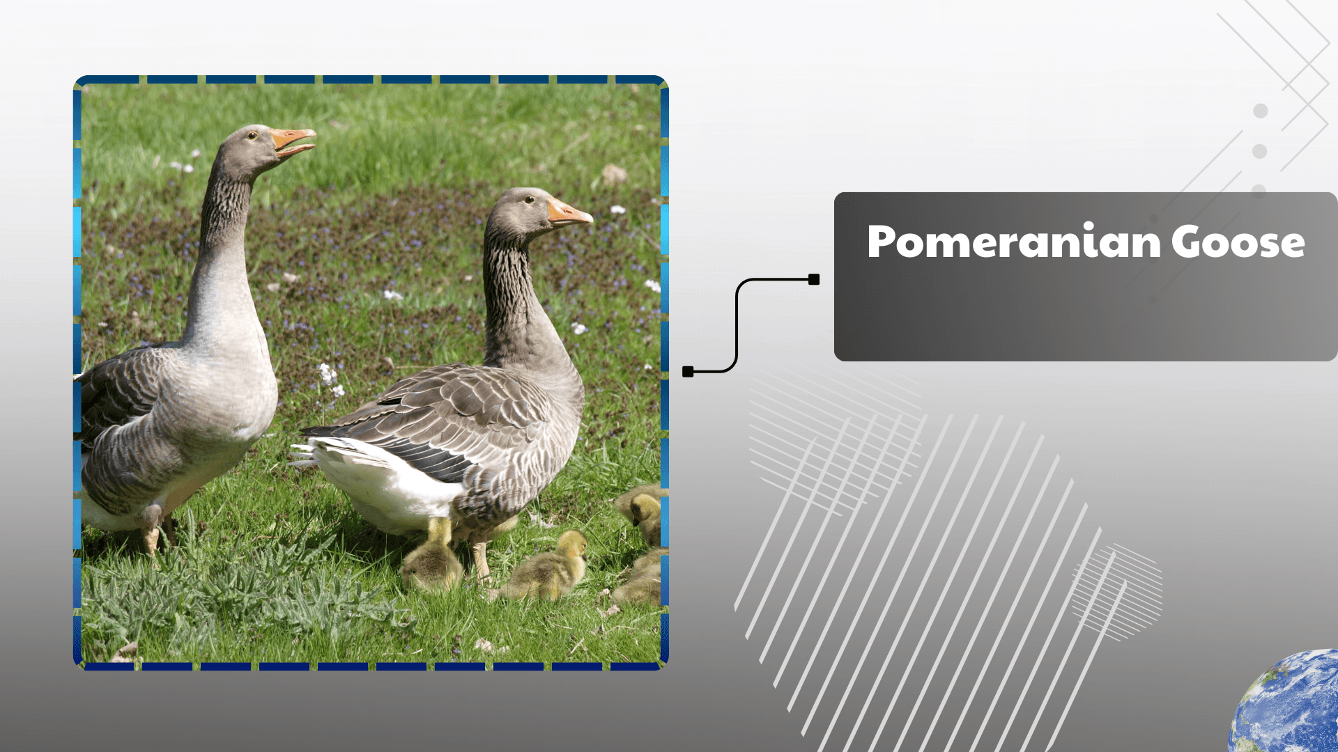 Pomeranian Goose