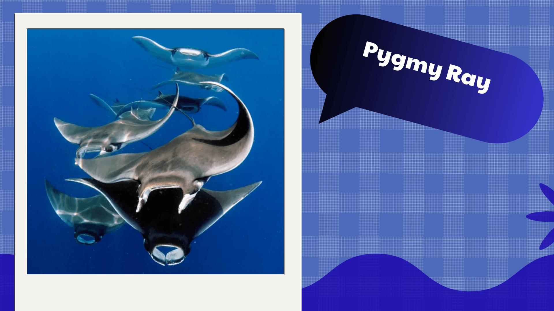Pygmy Ray