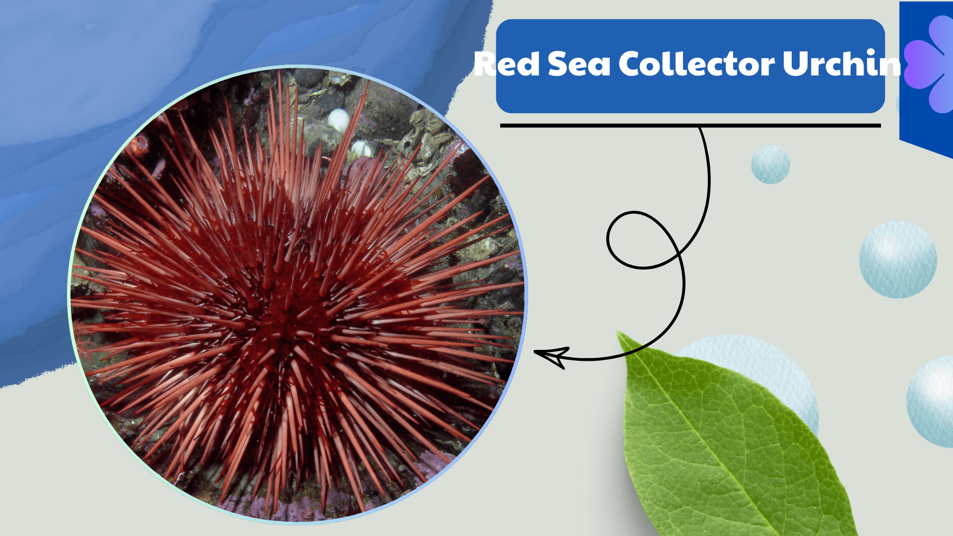 Red Sea Collector Urchin
