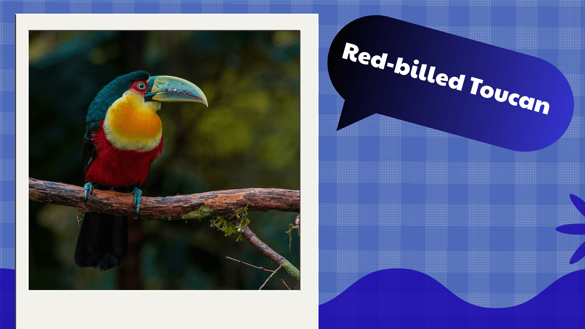 Red‑billed Toucan