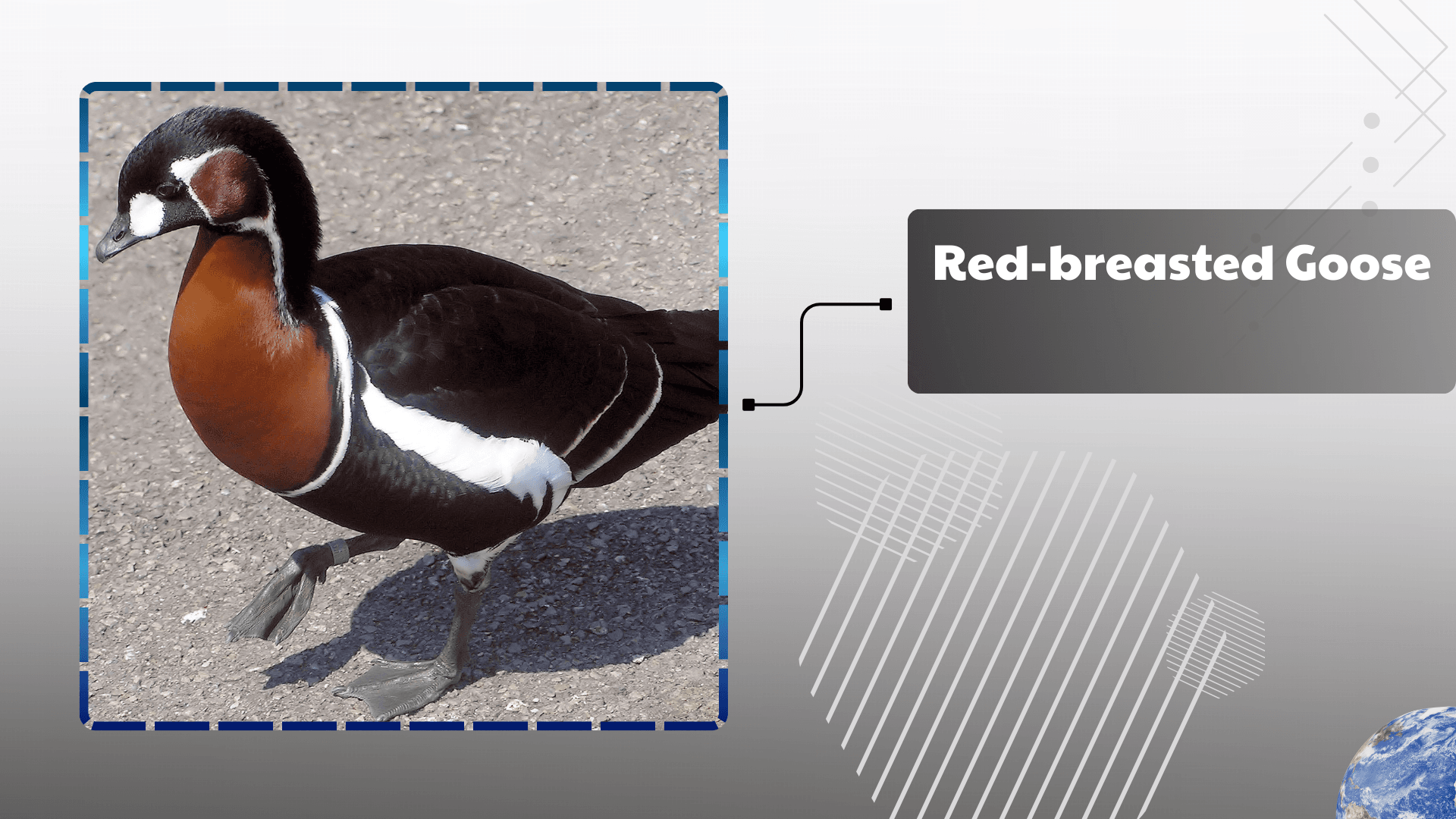 Red‑breasted Goose