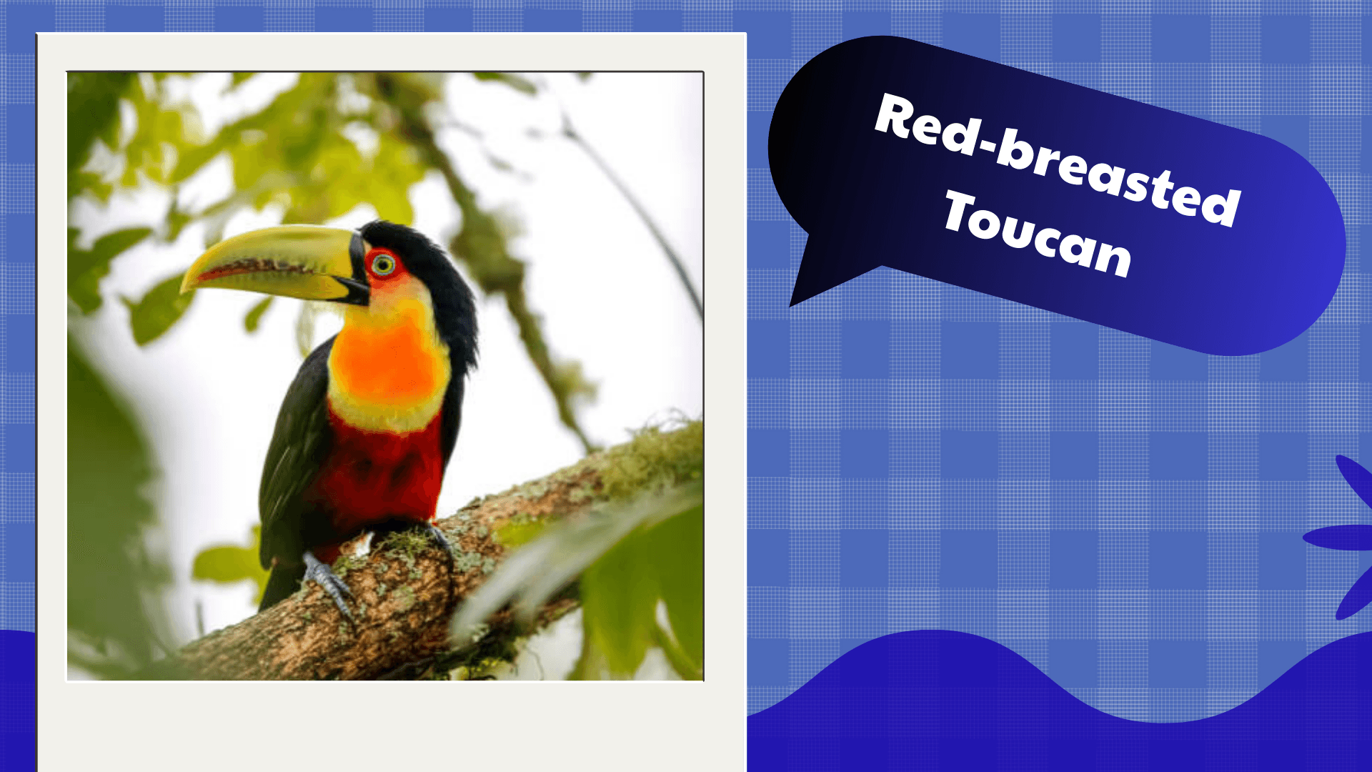 Red‑breasted Toucan