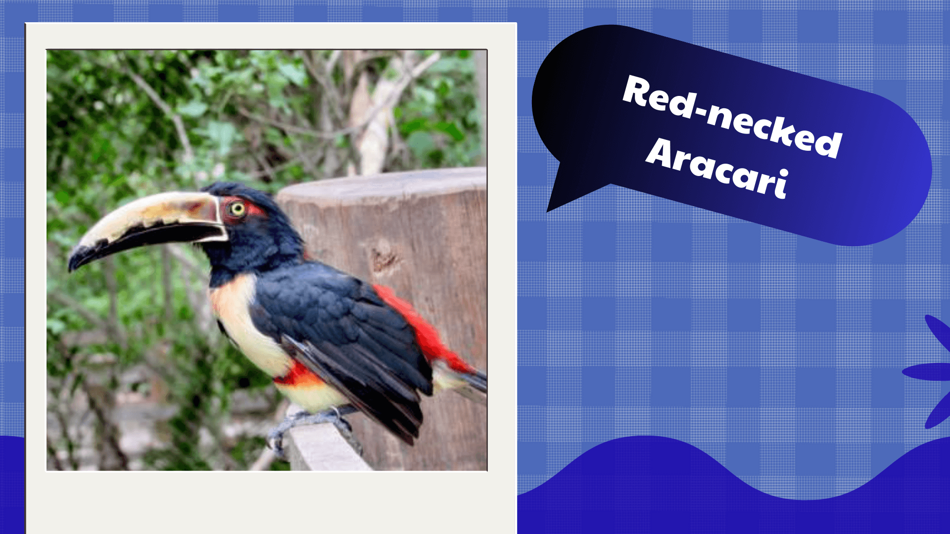 Red‑necked Aracari