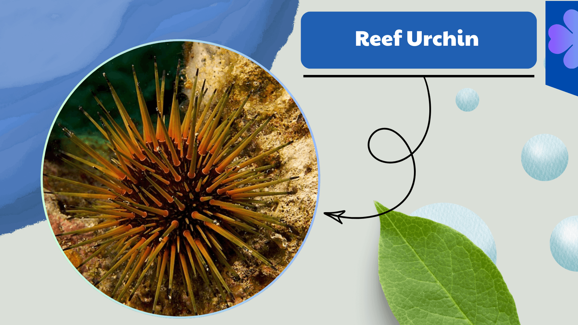 Reef Urchin