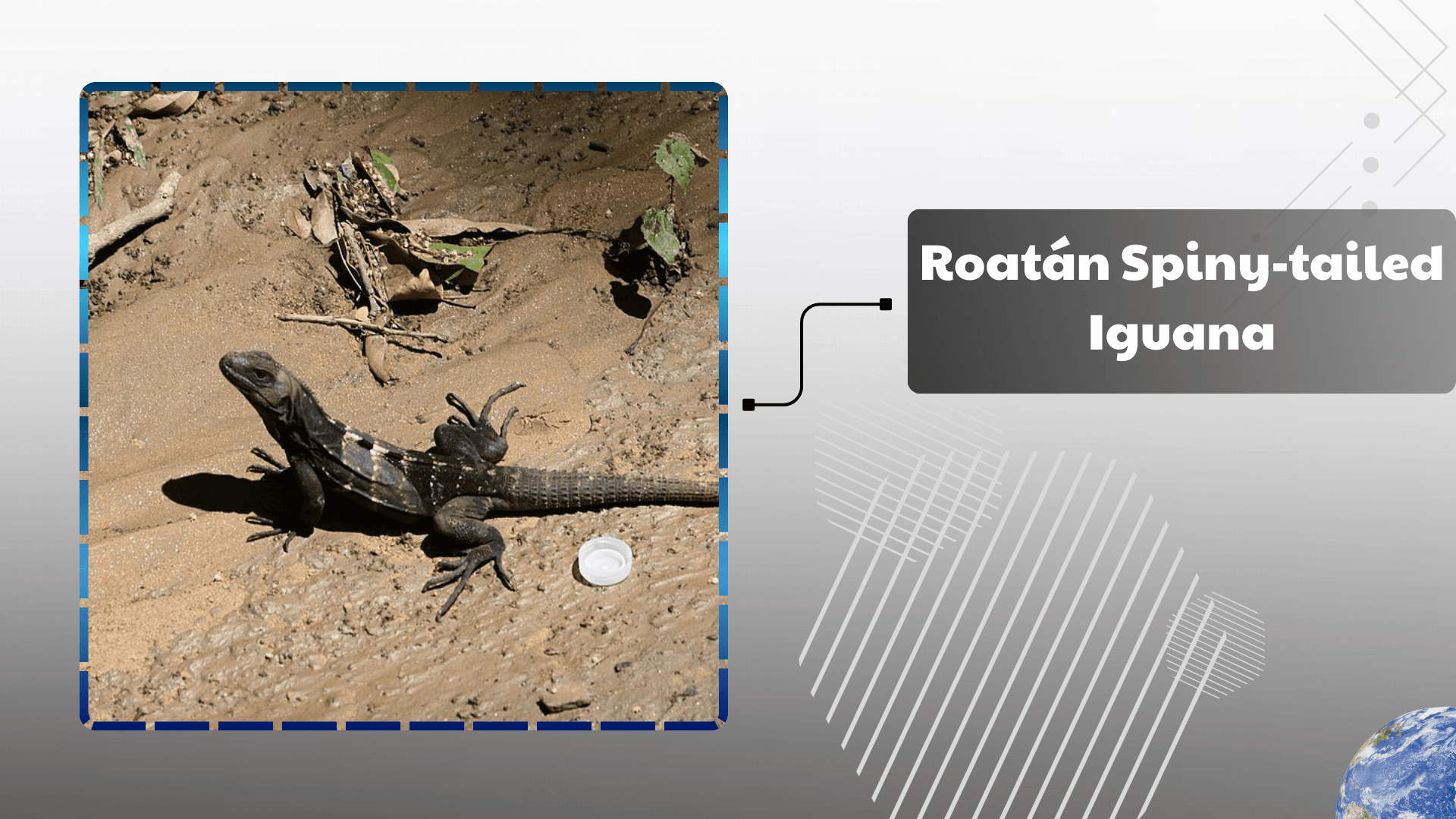 Roatán Spiny‑tailed Iguana