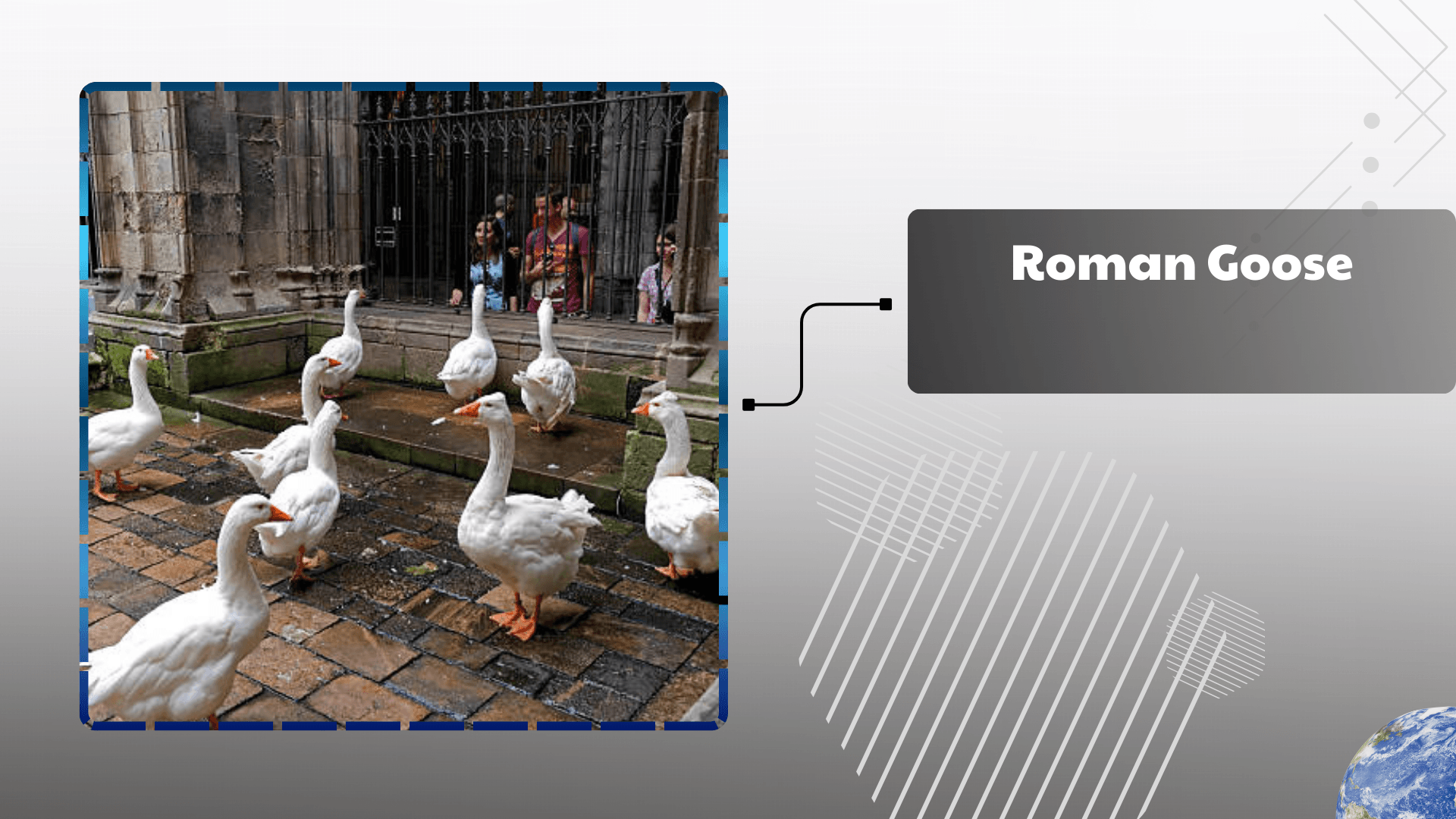 Roman Goose