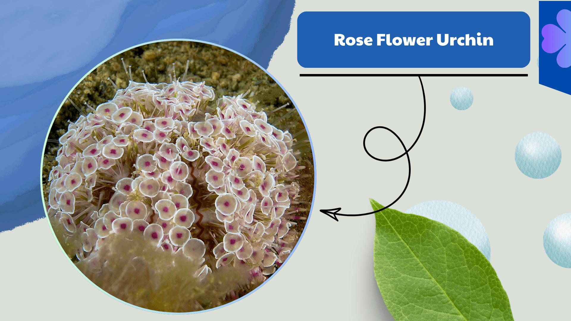 Rose Flower Urchin