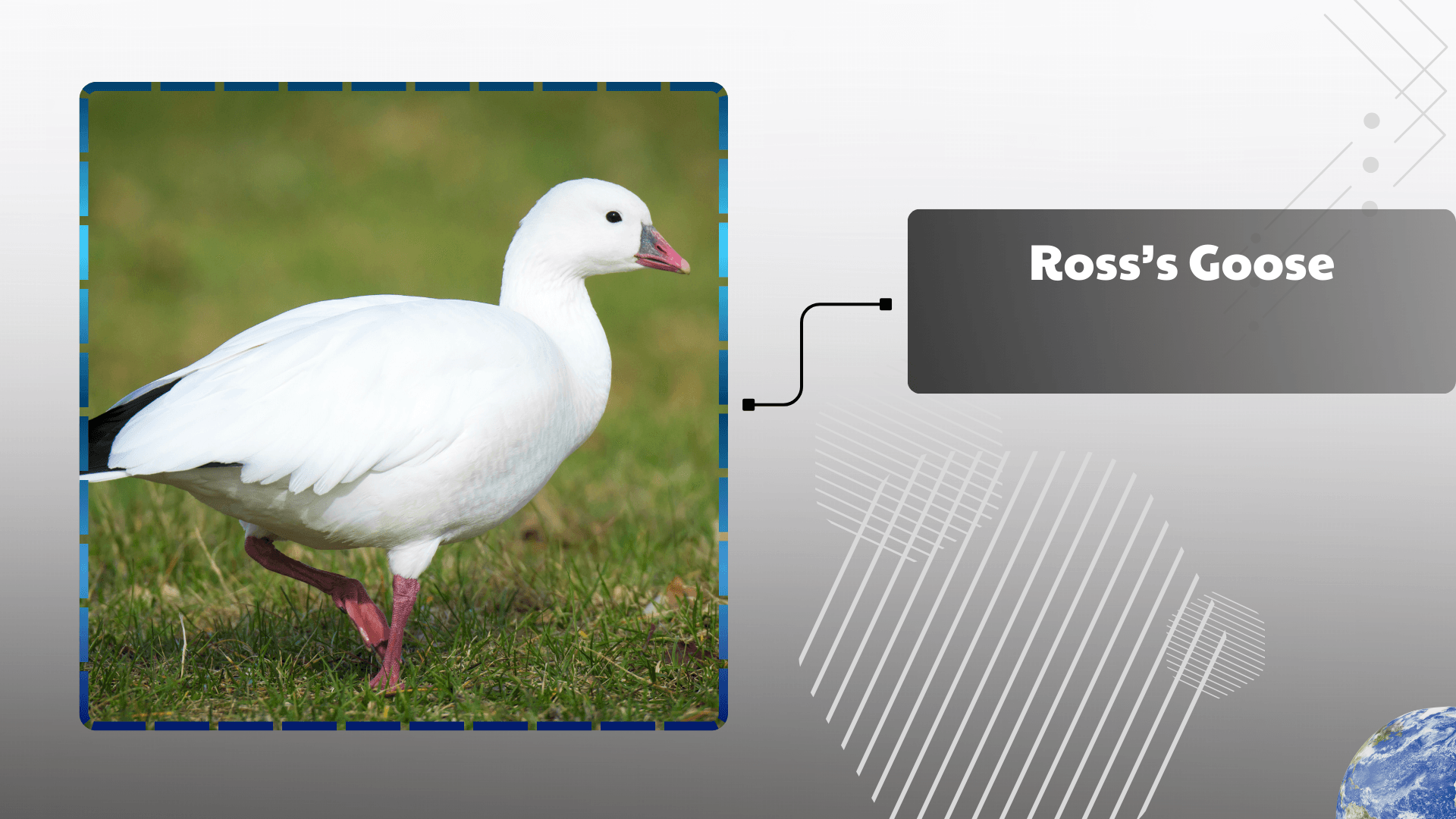 Ross’s Goose
