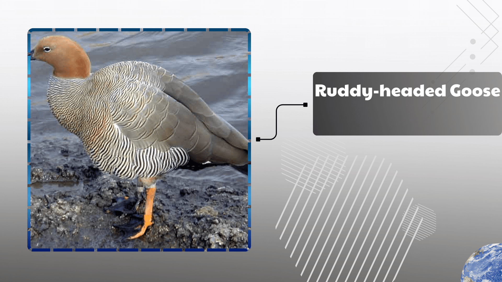 Ruddy-headed Goose