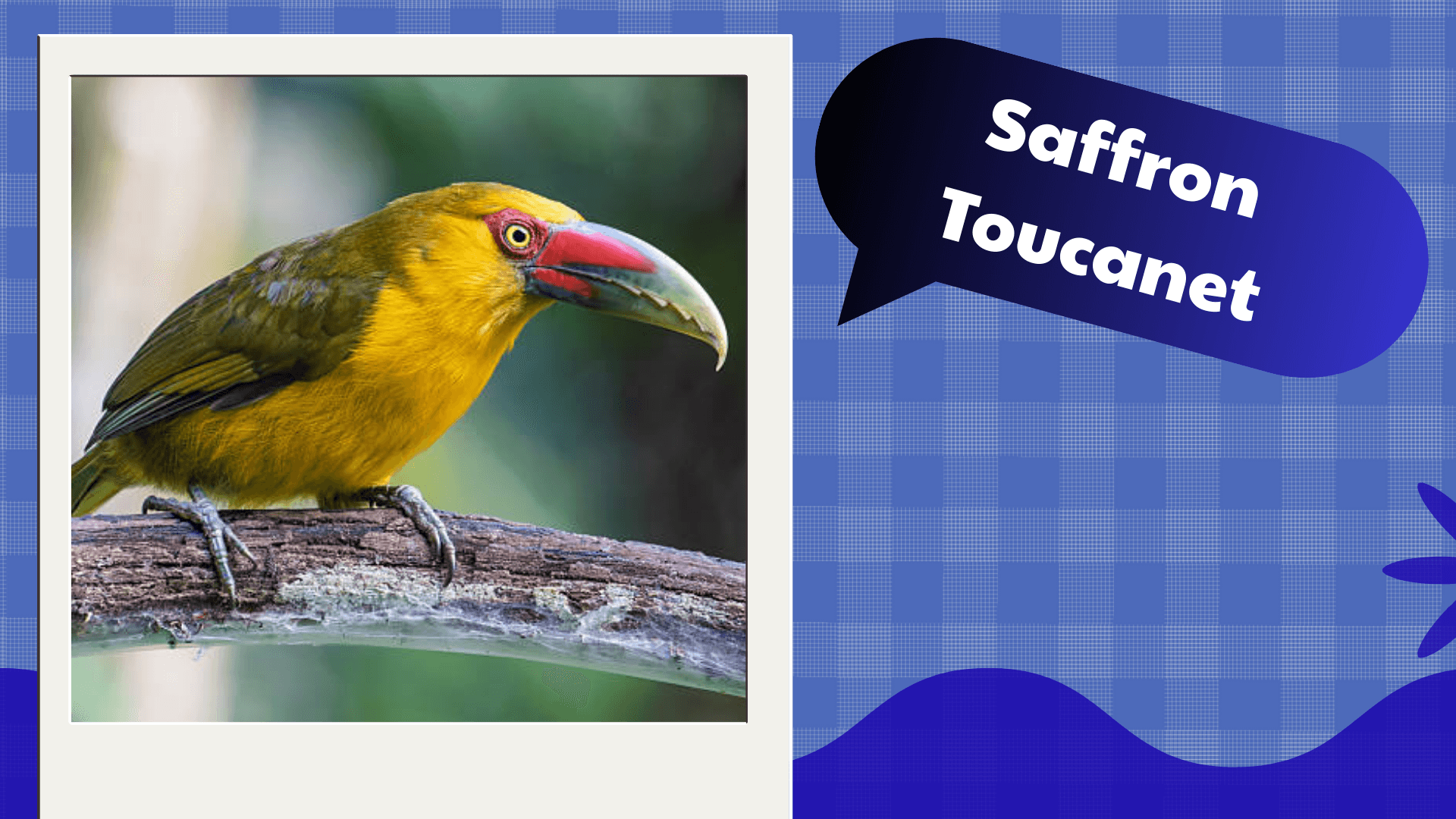 Saffron Toucanet