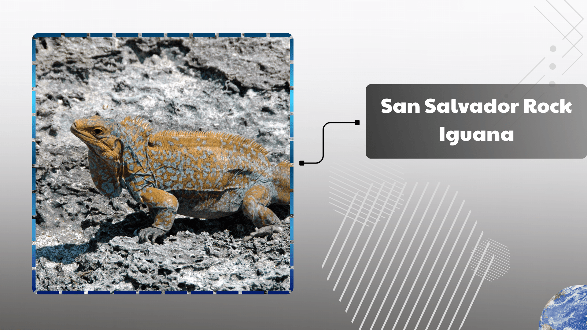 San Salvador Rock Iguana