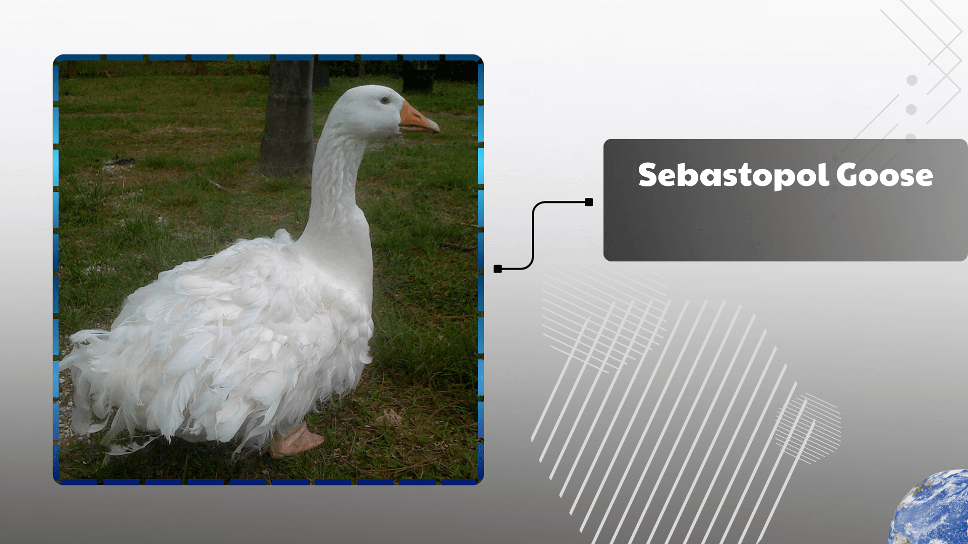Sebastopol Goose