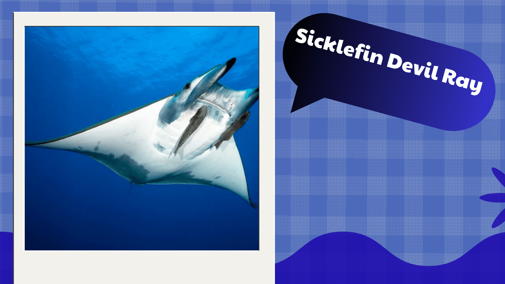 Sicklefin Devil Ray