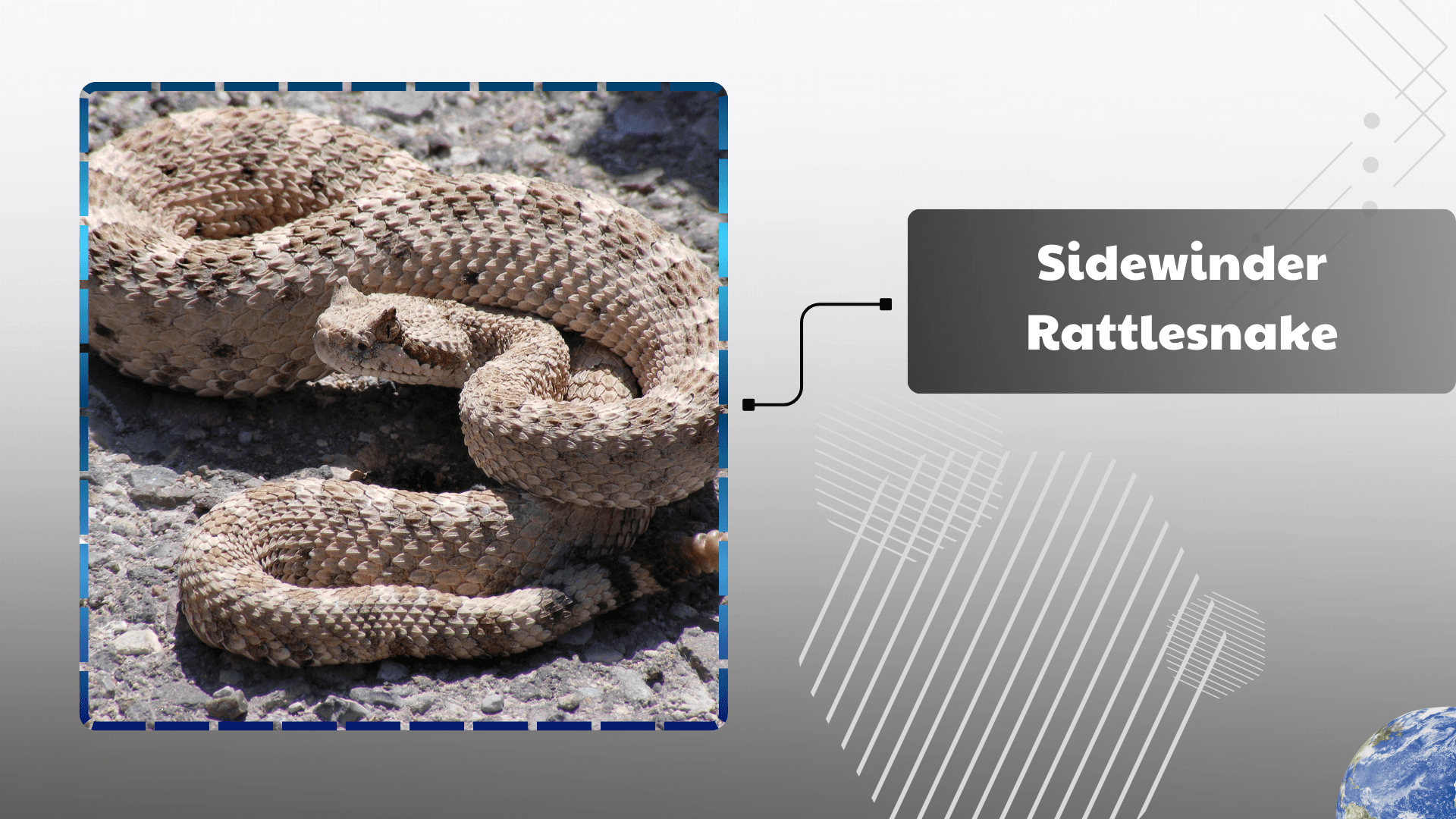 Sidewinder Rattlesnake