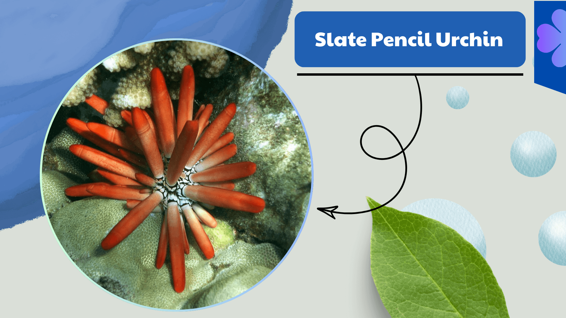 Slate Pencil Urchin