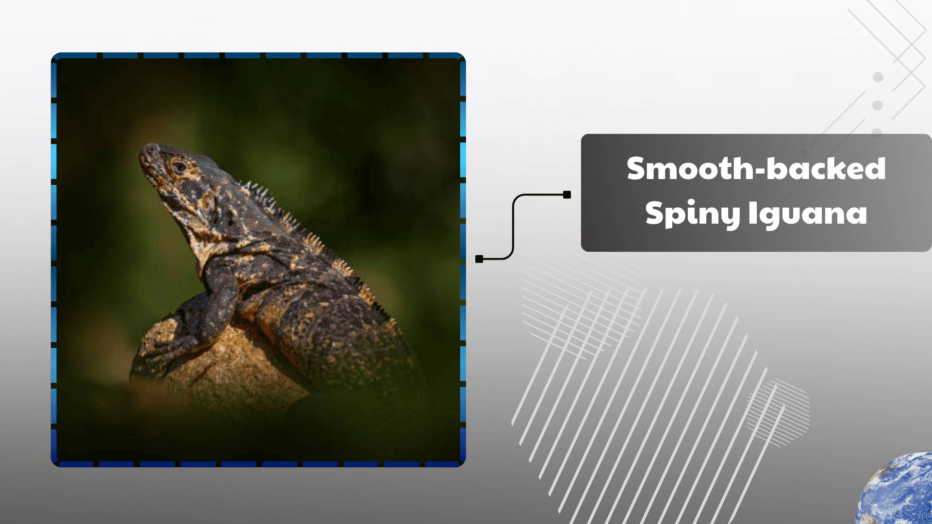 Smooth-backed Spiny Iguana