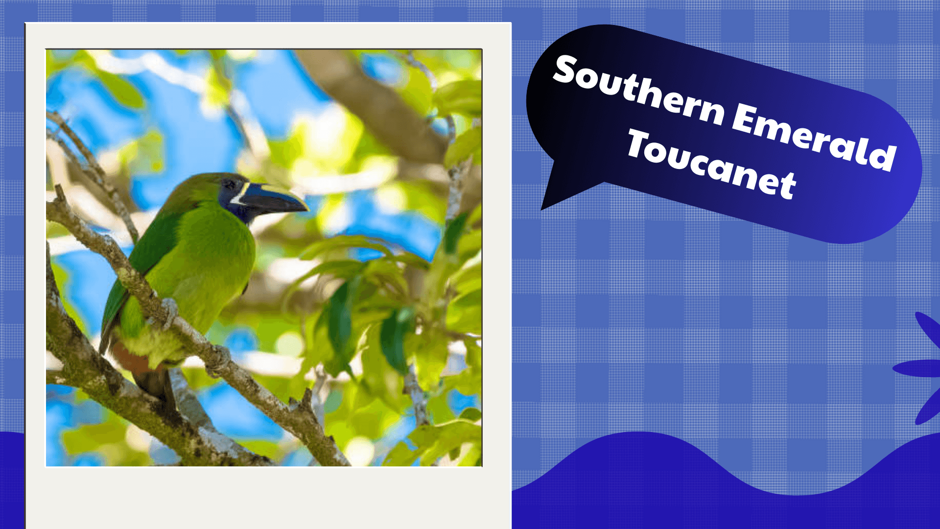 Southern Emerald Toucanet