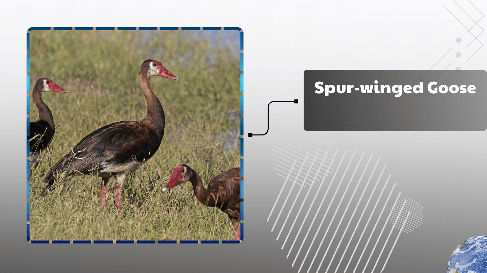 Spur‑winged Goose