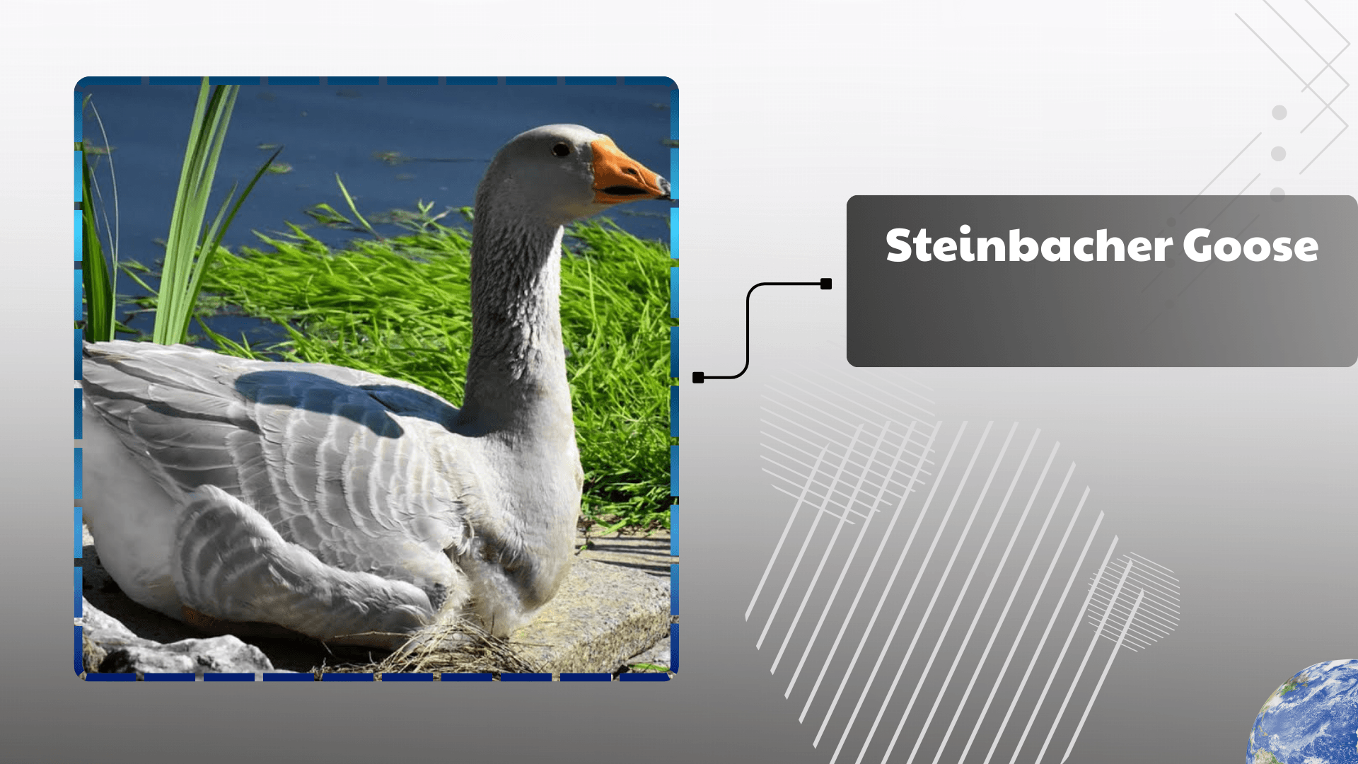 Steinbacher Goose