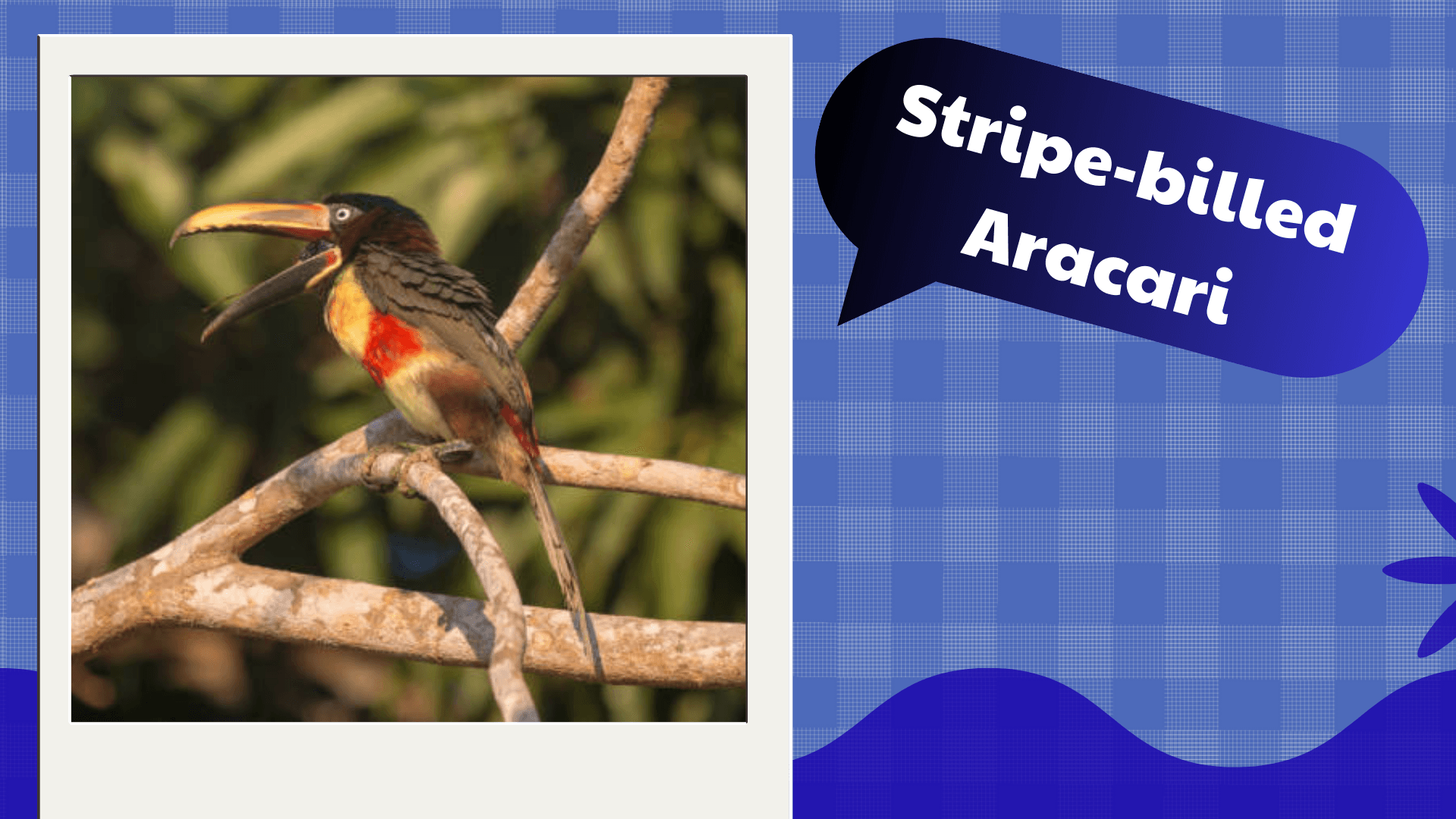 Stripe‑billed Aracari