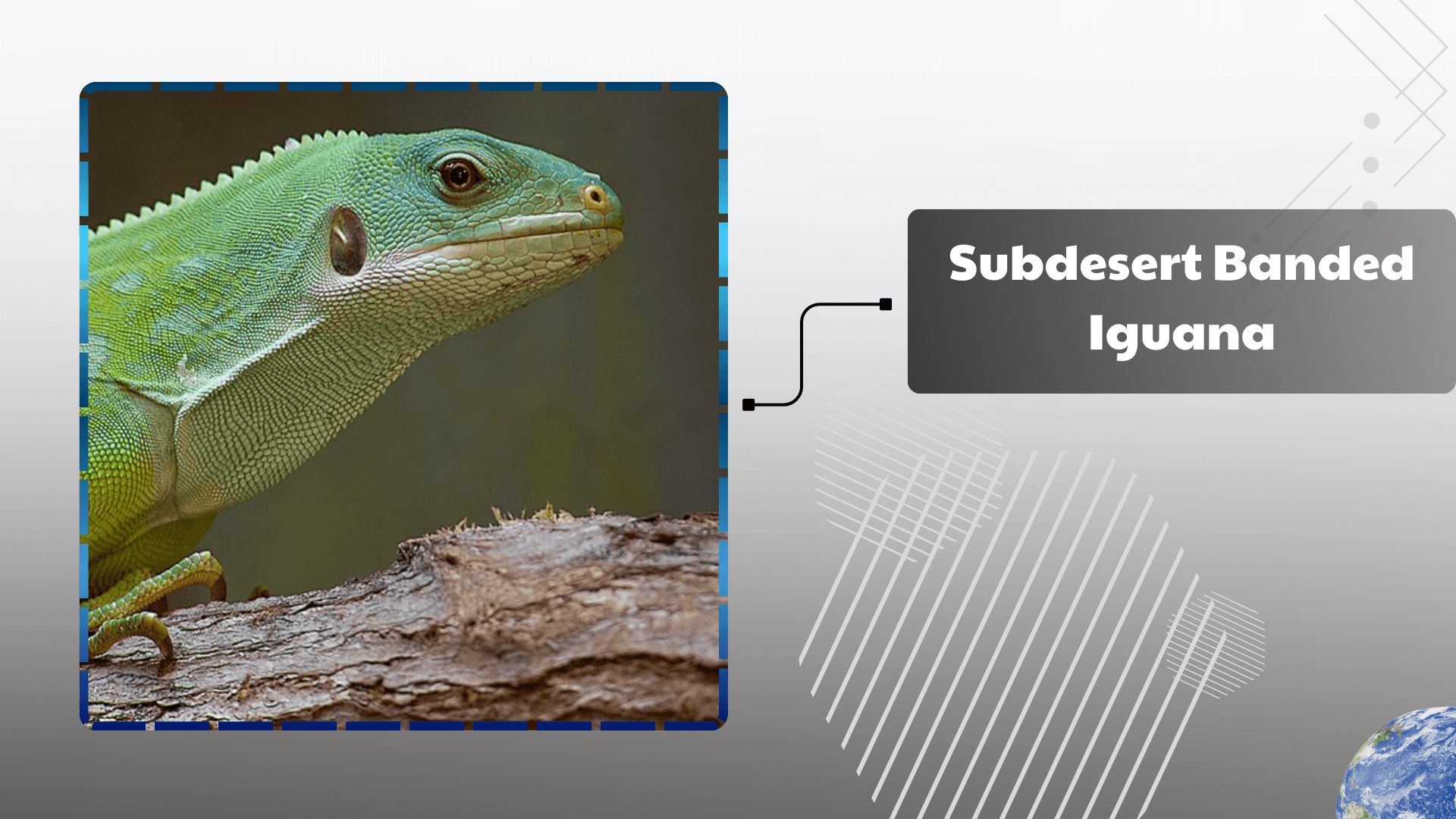 Subdesert Banded Iguana