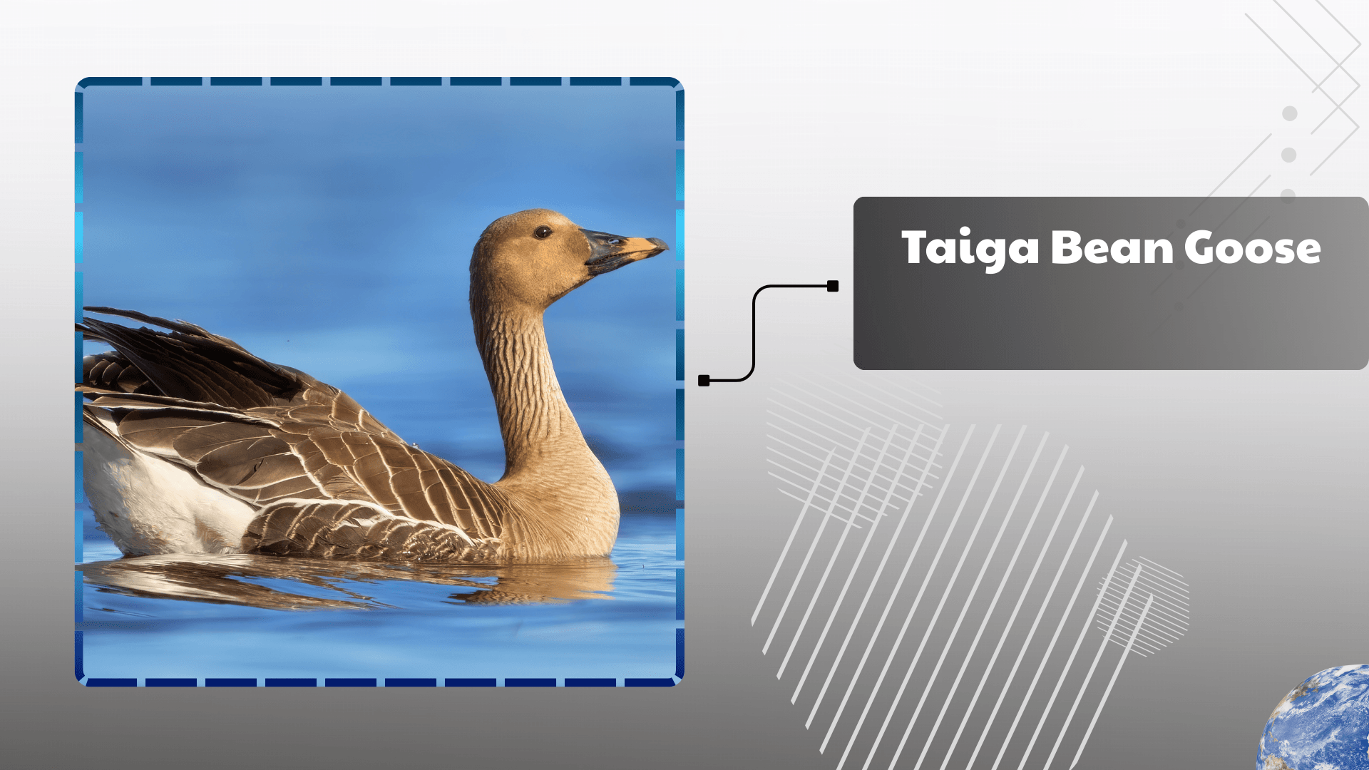 Taiga Bean Goose