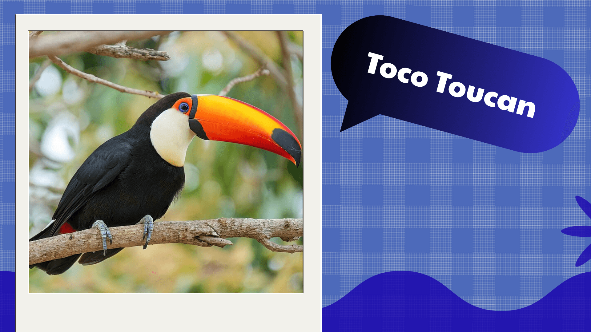 Toco Toucan
