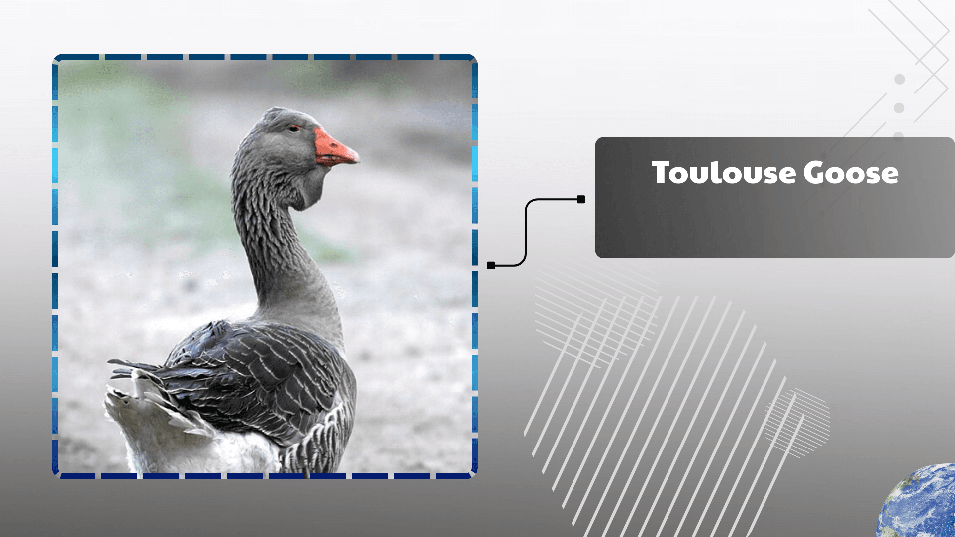 Toulouse Goose