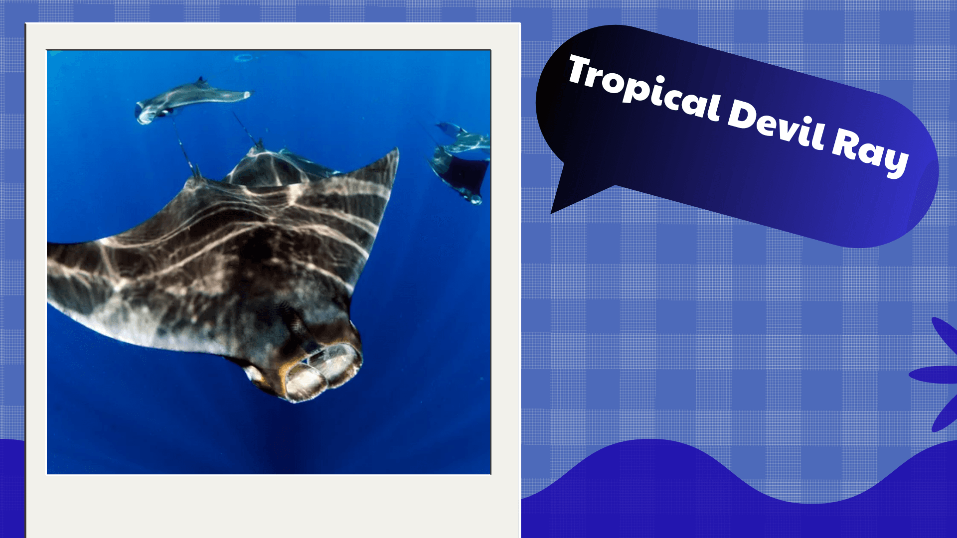 Tropical Devil Ray