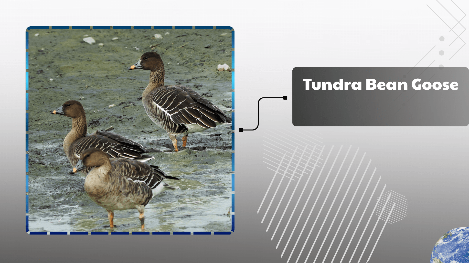 Tundra Bean Goose
