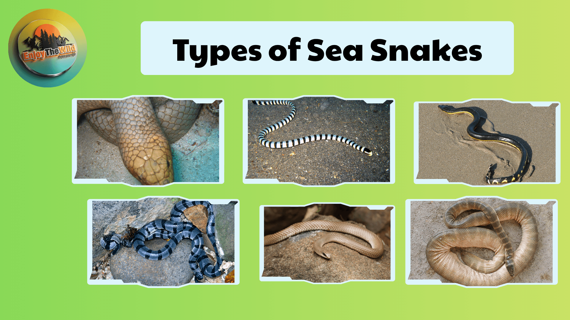 Types-of-Sea-Snakes