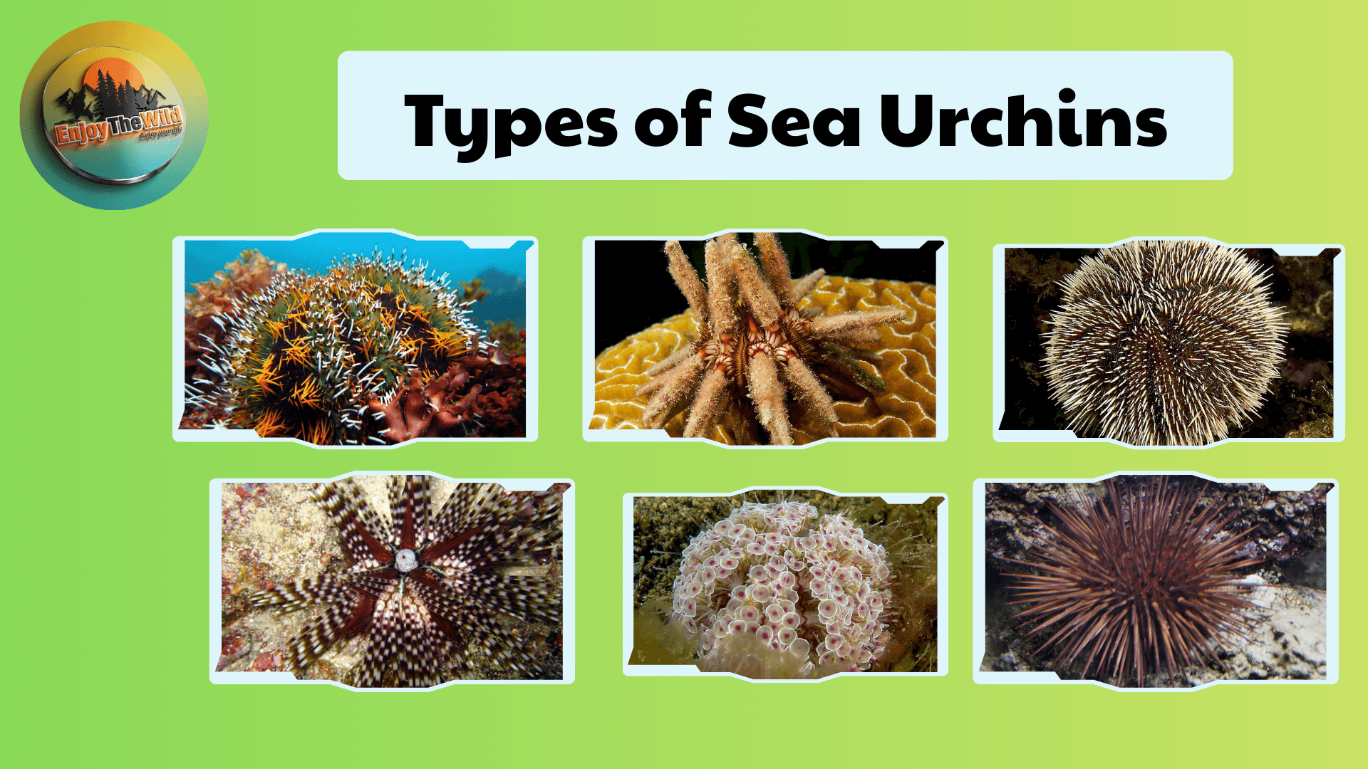 Types-of-Sea-Urchins