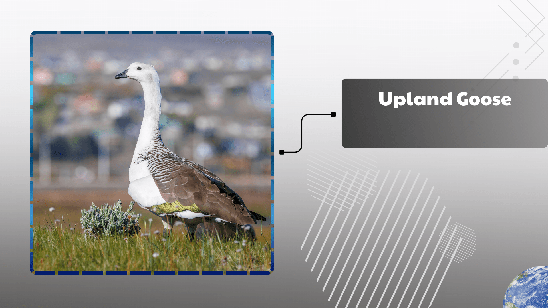 Upland Goose