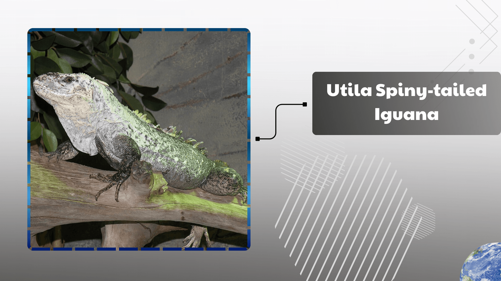 Utila Spiny‑tailed Iguana