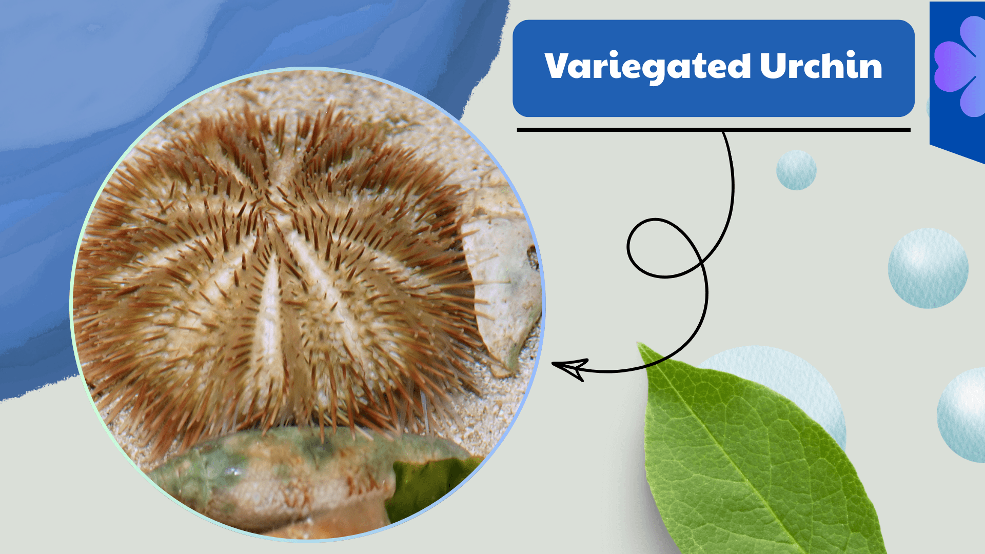 Variegated Urchin