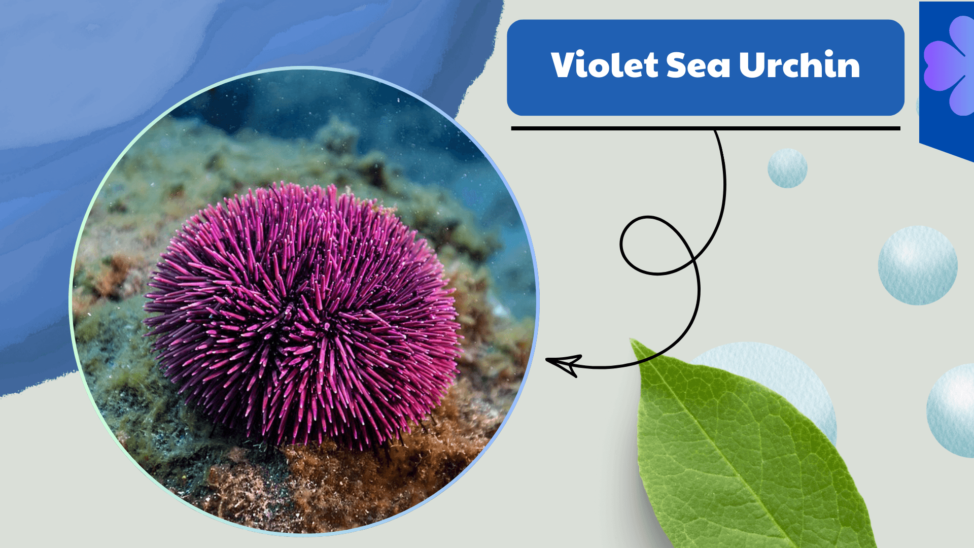 Violet Sea Urchin