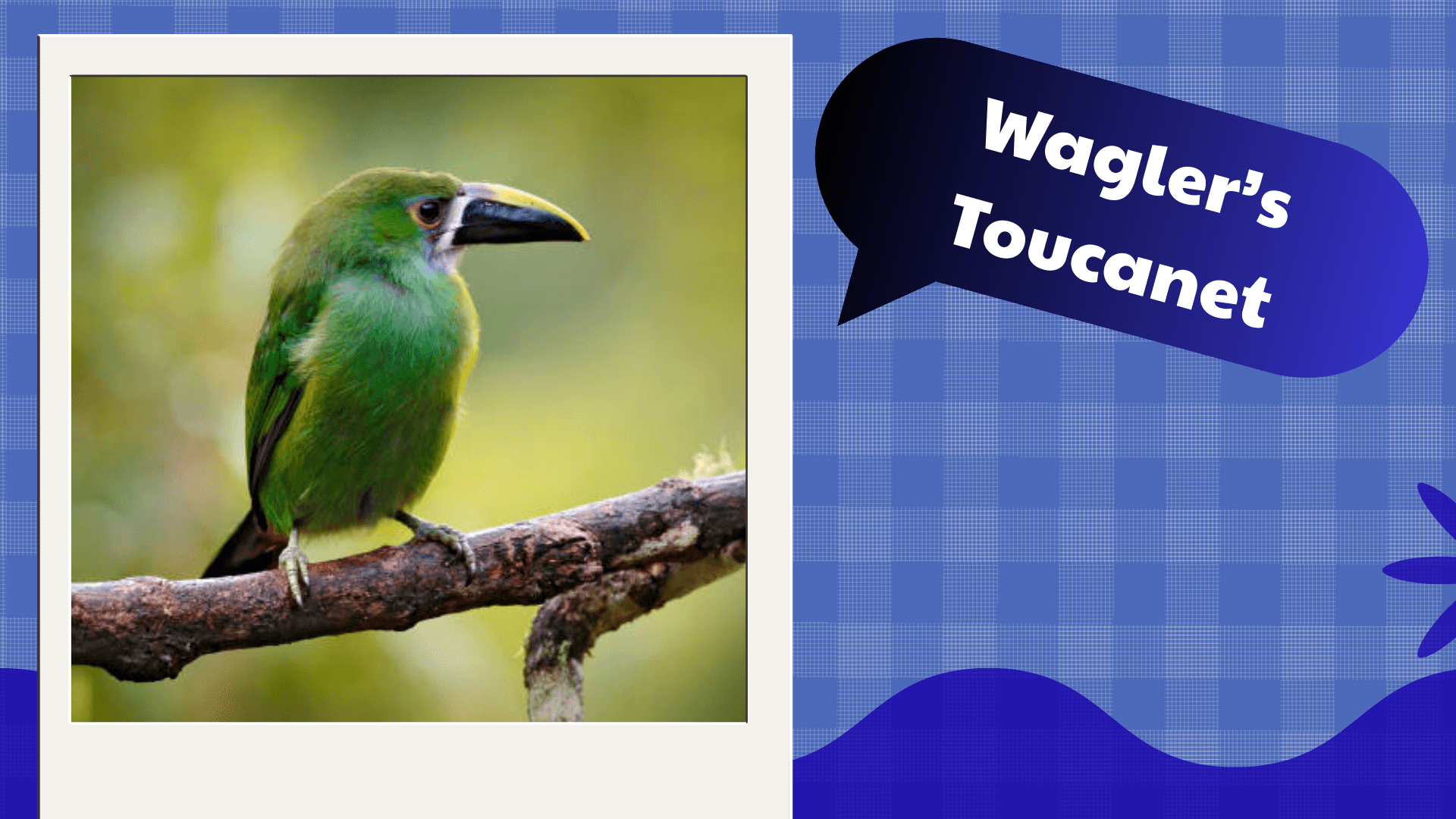 Wagler’s Toucanet