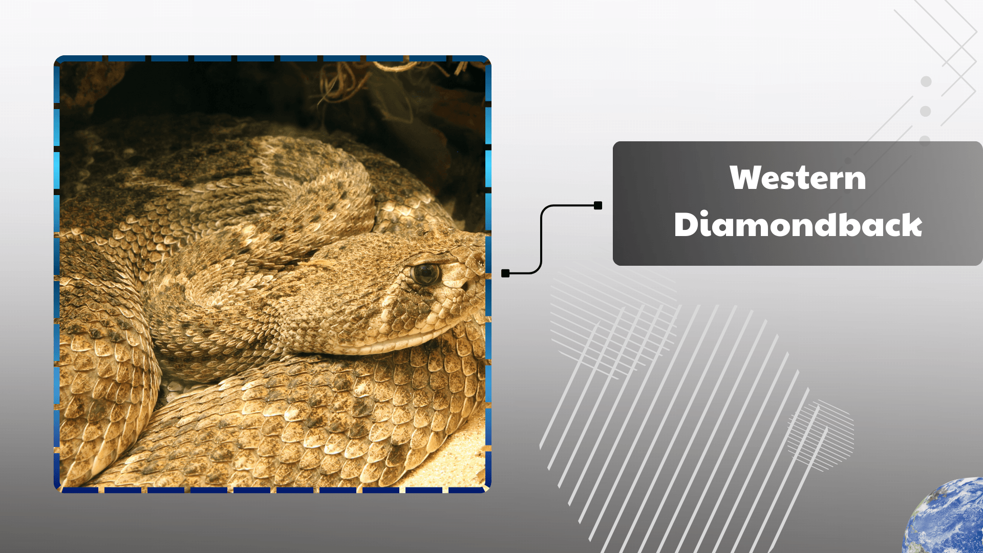 Western Diamondback