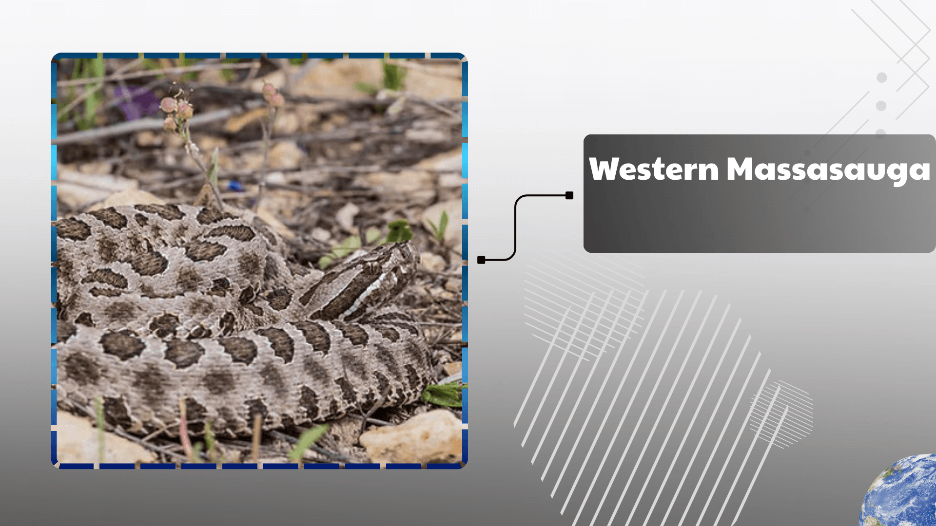 Western Massasauga