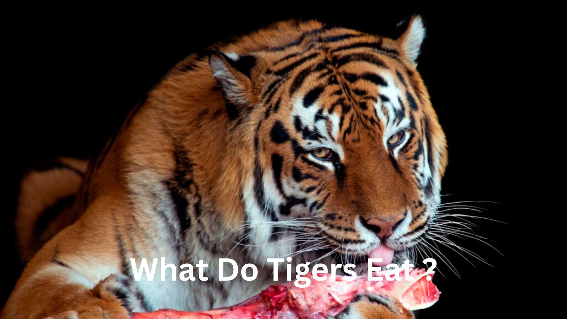 What Do Tigers Eat